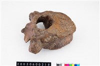 藏品(牛脊椎骨)的圖片