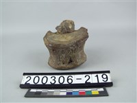 藏品(牛脊椎骨)的圖片