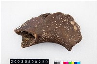 藏品(德氏水牛左下顎)的圖片