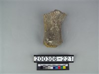 藏品(牛肢骨)的圖片