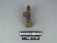 藏品(牛跟骨)的圖片