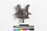 藏品(牛脊椎骨)的圖片