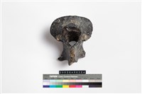 藏品(牛脊椎骨)的圖片