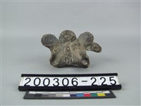 藏品(牛脊椎骨)的圖片