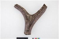 藏品(梅氏四不像鹿角)的圖片