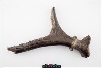 藏品(梅氏四不像右側鹿角)的圖片