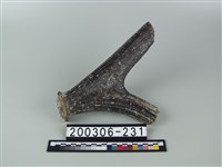 藏品(鹿角)的圖片