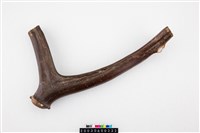 藏品(梅氏四不像鹿角)的圖片