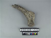 藏品(鹿角)的圖片