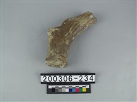 藏品(鹿角)的圖片