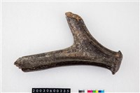 藏品(梅氏四不像鹿角)的圖片