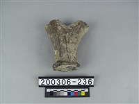 藏品(鹿角)的圖片