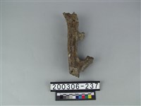 藏品(四不像)的圖片