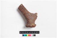 藏品(鹿角)的圖片