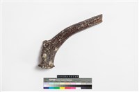 藏品(四不像)的圖片