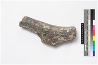 藏品(鹿角)的圖片