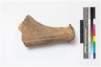 藏品(鹿角)的圖片