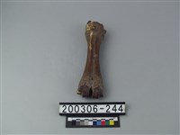 藏品(鹿肢骨)的圖片