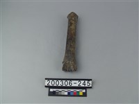 藏品(鹿蹠骨)的圖片