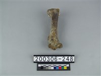 藏品(鹿蹠骨)的圖片