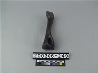 藏品(鹿肱骨)的圖片