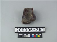 藏品(象骨（部位不明）)的圖片