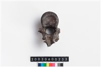 藏品(鹿脊椎骨)的圖片