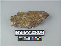 藏品(象骨片（部位不明）)的圖片