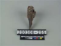 藏品(象骨片（部位不明）)的圖片