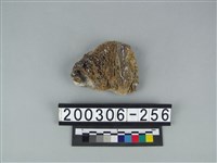 藏品(象骨片（部位不明）)的圖片