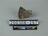 藏品(牛齒)的圖片