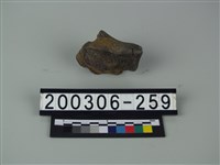 藏品(象骨片（部位不明）)的圖片