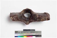 藏品(鱷魚脊椎骨)的圖片