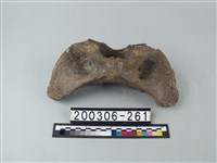 藏品(鱷魚脊椎骨)的圖片