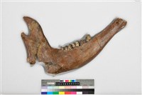 藏品(德氏水牛右下顎)的圖片