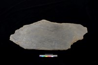 藏品(蓋板)的圖片