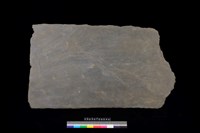 藏品(南端板)的圖片