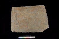 藏品(底板)的圖片