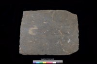 藏品(南端板)的圖片