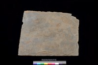 藏品(底板)的圖片