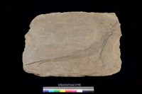 藏品(西側板)的圖片