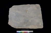 藏品(西側板)的圖片