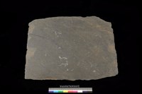 藏品(北端板)的圖片