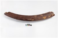 藏品(長象牙)的圖片