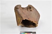 藏品(象肱骨上端)的圖片