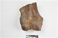 藏品(象右肱骨下端)的圖片