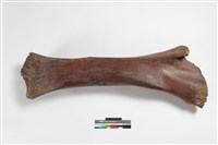 藏品(幼象左肱骨)的圖片