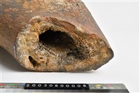 藏品(象肱骨上端)的圖片