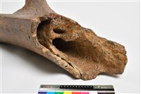 藏品(象肱骨上中段)的圖片