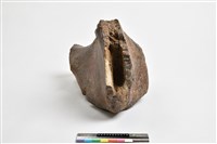 藏品(象髖骨)的圖片